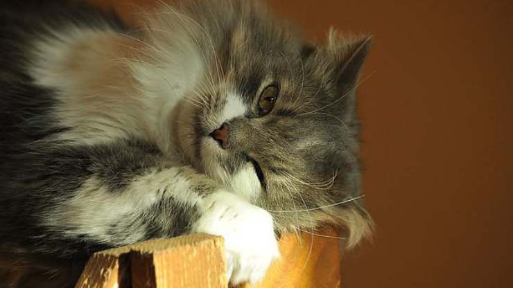 si el gato hace estas cosas te quiere