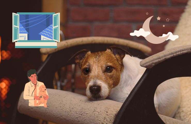 El perro tiene frío por la noche.