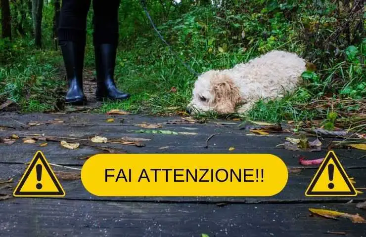 Cosas que hace el perro durante el paseo