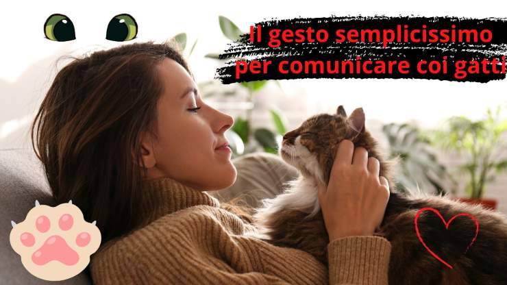 gato amante