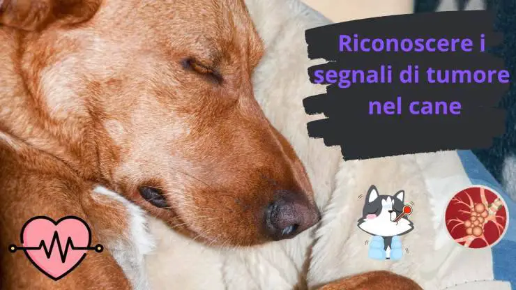 Tumor en perros: cómo reconocerlos