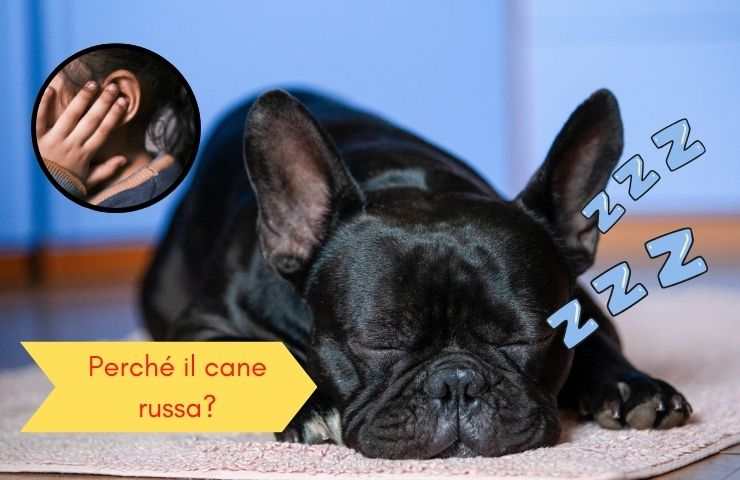 Perro hace ruido cuando duerme