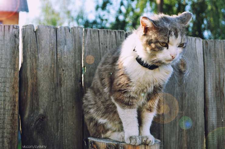 Síndrome cerebeloso en el gato Síndrome cerebeloso en el gato