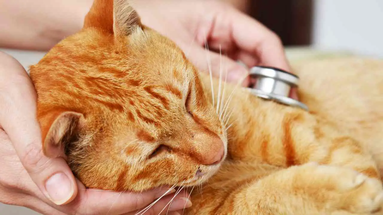 Veterinario examinando un gato jengibre Síndrome de Ehlers-Danlos en gatos
