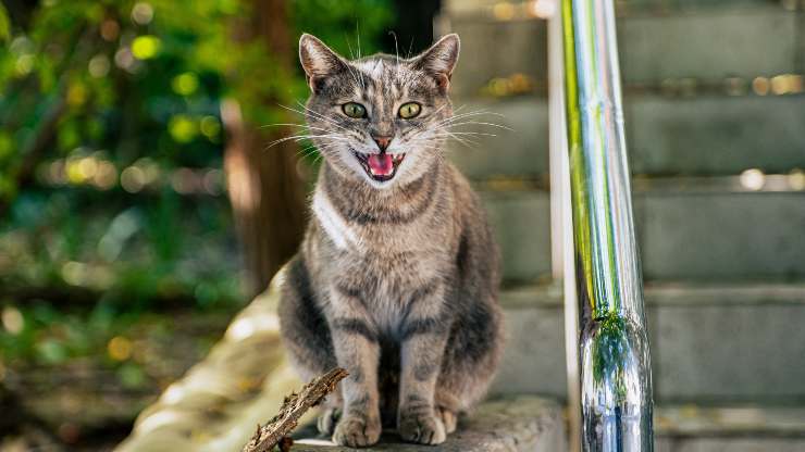 síndrome del atardecer en gatos