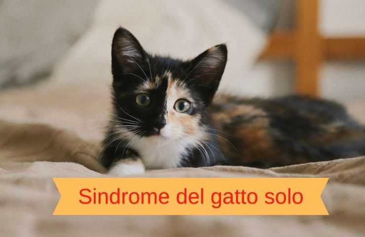 gato solitario