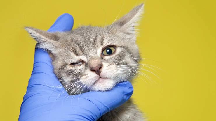 Sinequias oculares en el gato