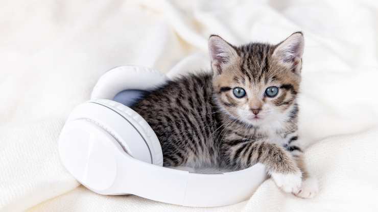 sonidos que les gustan a los gatos