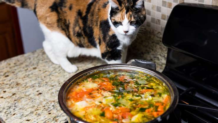 sopa de gato