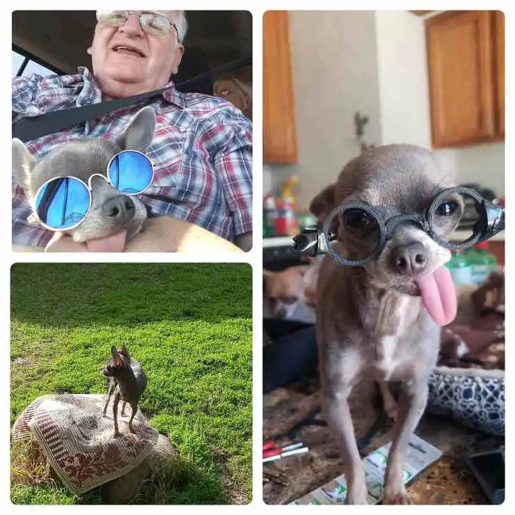 incidente del perro maní