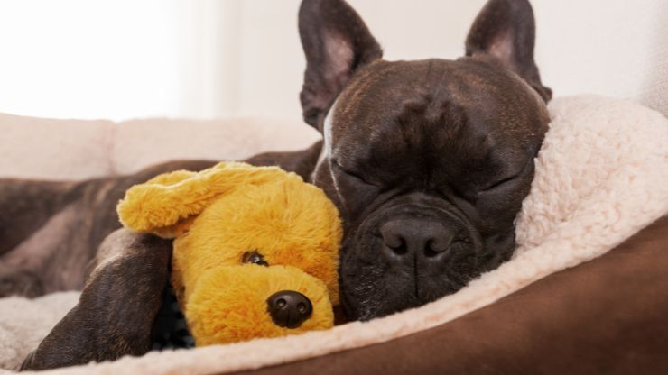 Perro durmiendo