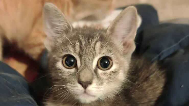 tennessee rex cura
