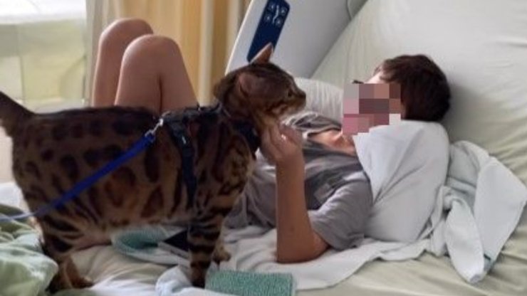 hospital de niños gato