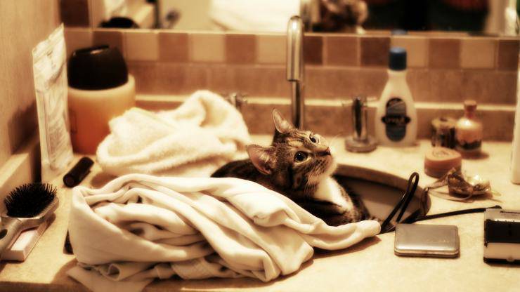 Cómo hacer toallitas húmedas para gatos en casa toallitas para gatos hechas a mano
