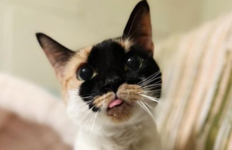 gato tortilla solo defecto