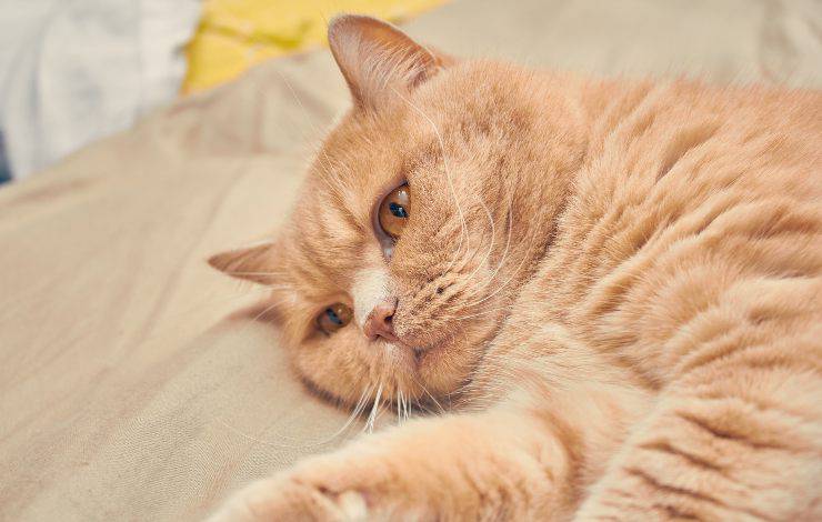 gato enfermo