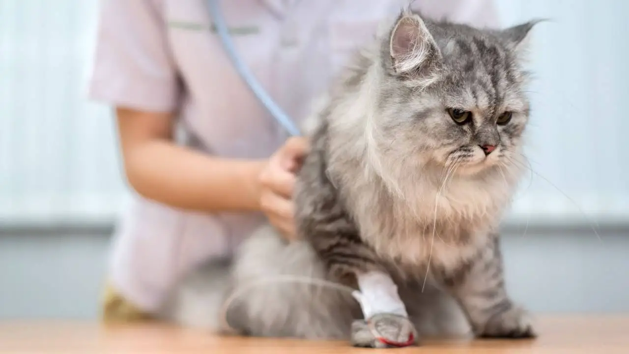 Gato con IV en la pata Gato a la tuberculosis humana