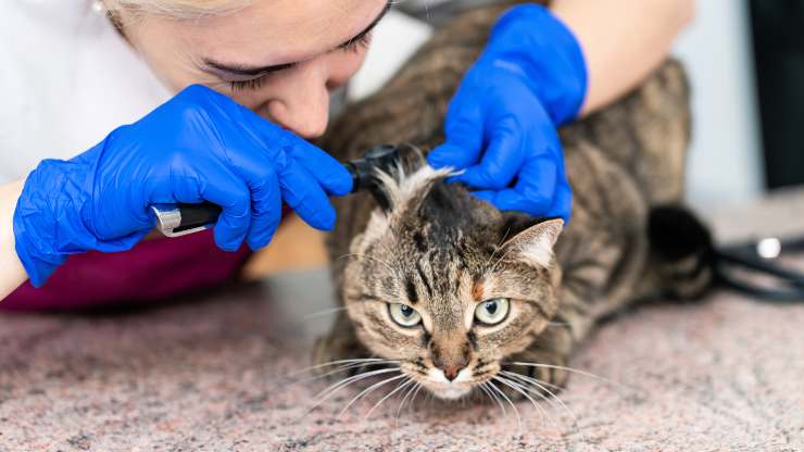 tumores de oreja de gato