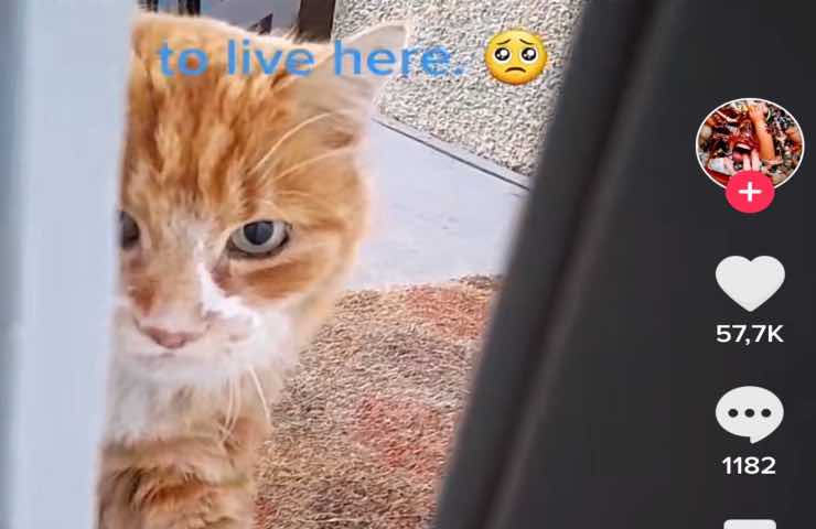 gato de la puerta