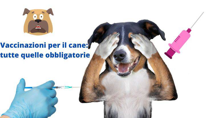 Perro vacunado: cuando sea necesario
