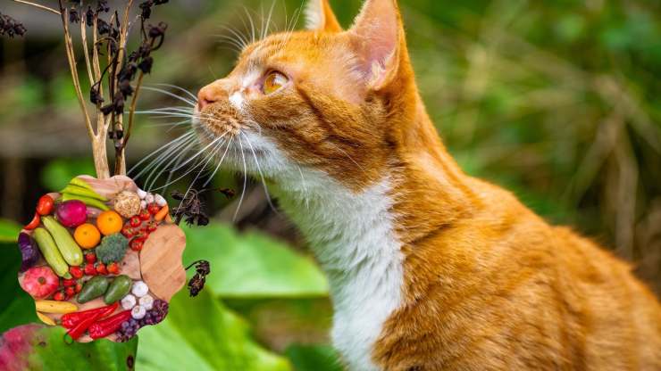 Verduras aptas para gatos Verduras aptas para gatos