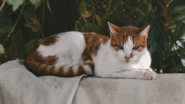 verrugas de gato