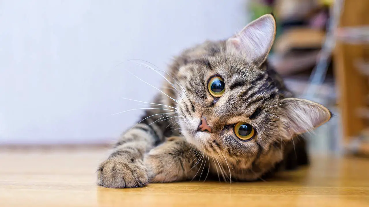 ¿A qué distancia puede estar un gato de casa?