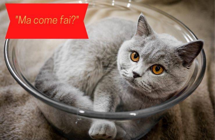 ¿Cómo se queda el gato en un cuenco?
