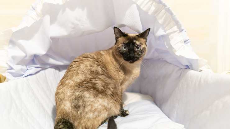 Cómo mantener al gato fuera de la cuna