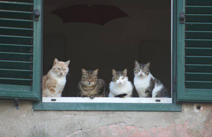 Cuatro gatos mirando por la ventana ¿Con cuántos gatos puedes vivir en casa?