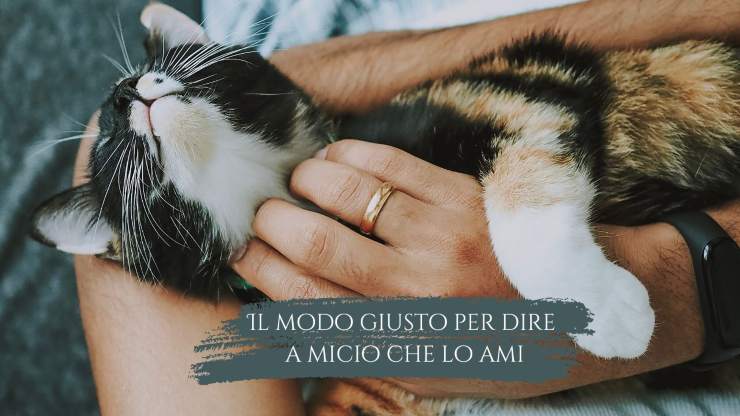 El gato sabe que lo amas. El gato sabe que lo amas.