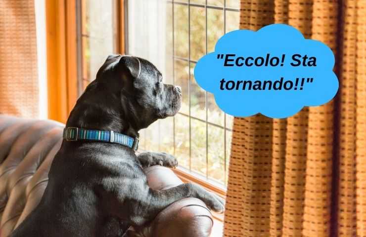 Perro espera en la ventana