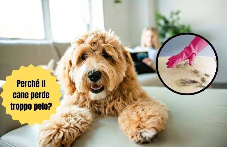 Perro pierde pelo en el sofá