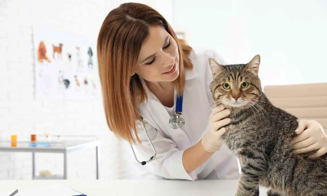 Veterinario examina gato ¿Existe una prueba de fertilidad para gatos?