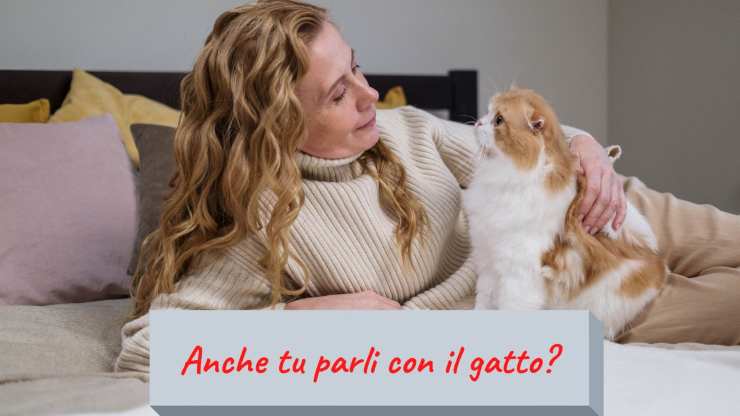habla con tu gato