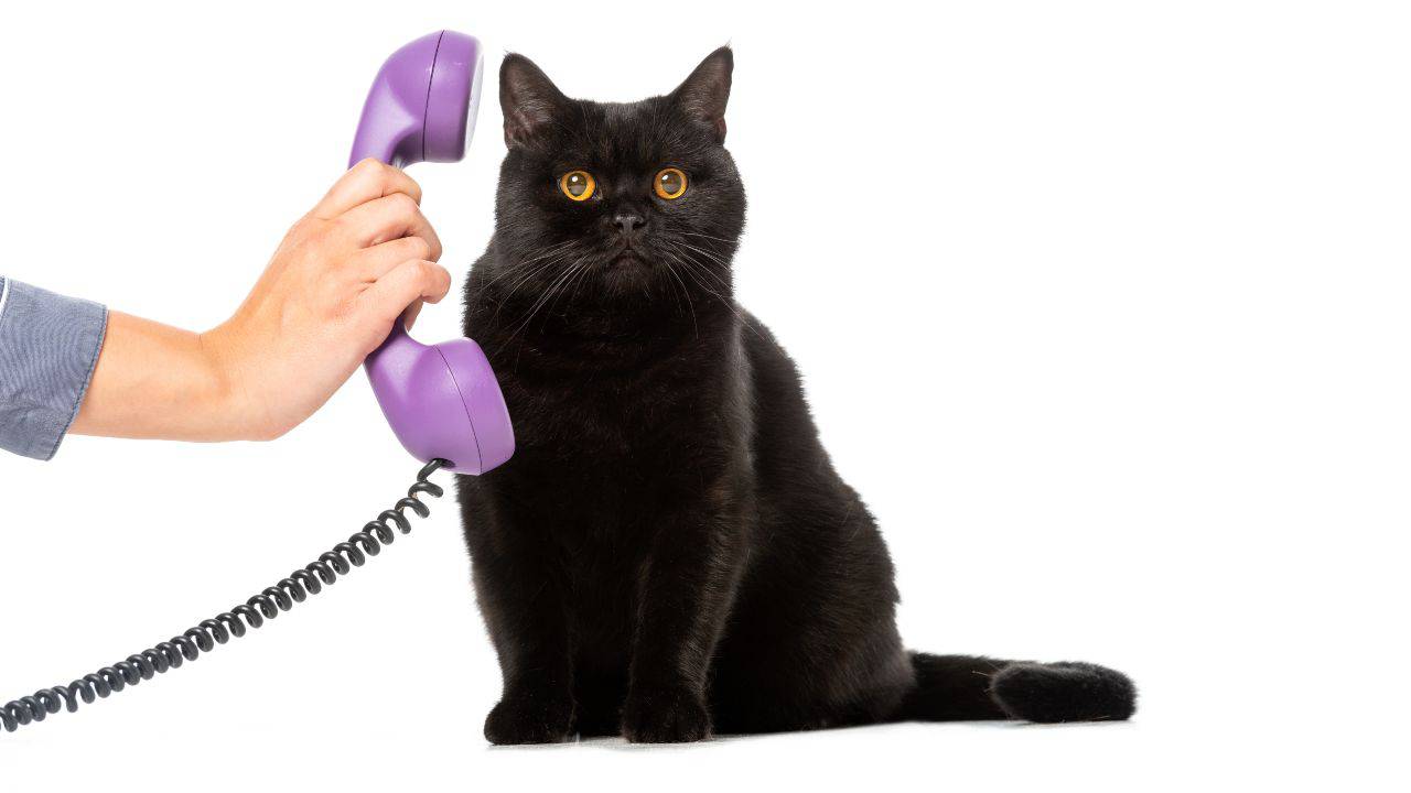 Mano femenina sosteniendo el auricular del teléfono en la oreja de un gato negro ¿Hasta dónde se pueden comunicar los gatos?