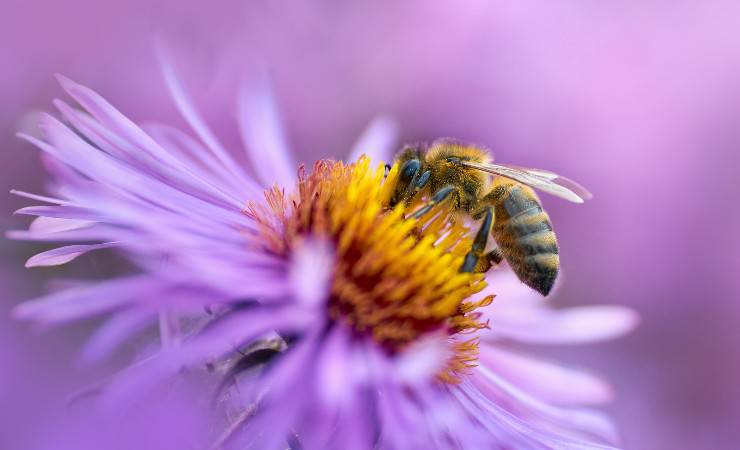 abejas y colores