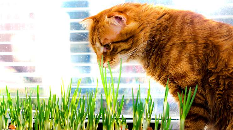 el gato puede comer cebollines