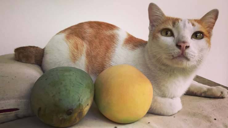 el gato puede comer el mango