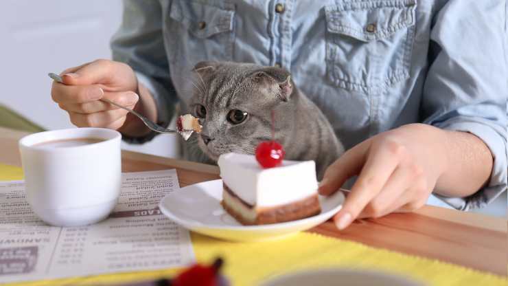 el gato puede comer tarta de queso