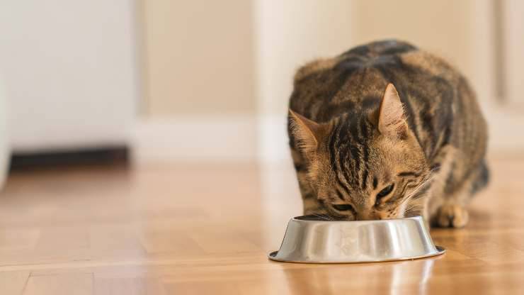 el gato puede comer trufas