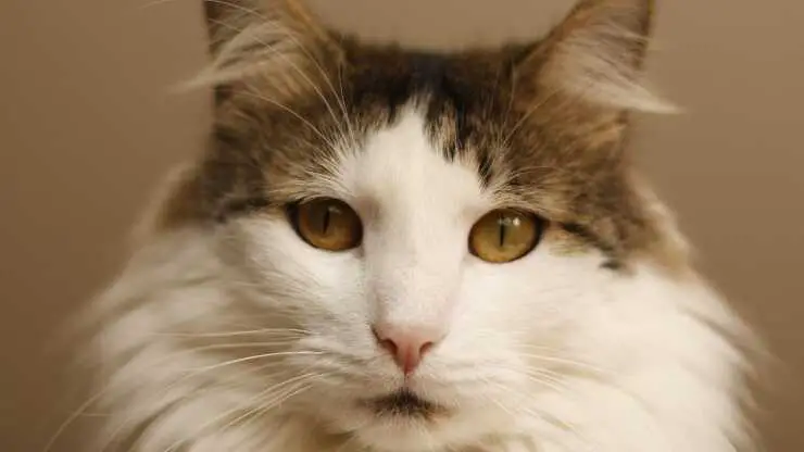 Los gatos ronronean cuando no los vemos