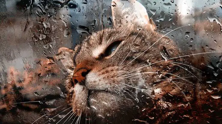 gato de lluvia