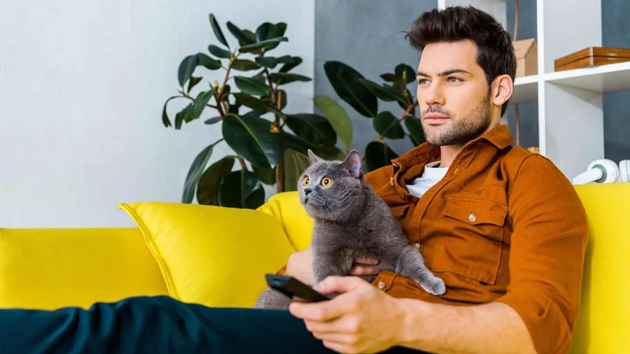 Chartreux viendo la televisión en brazos de su compañero humano ¿Los gatos se asustan si ven una película de terror?