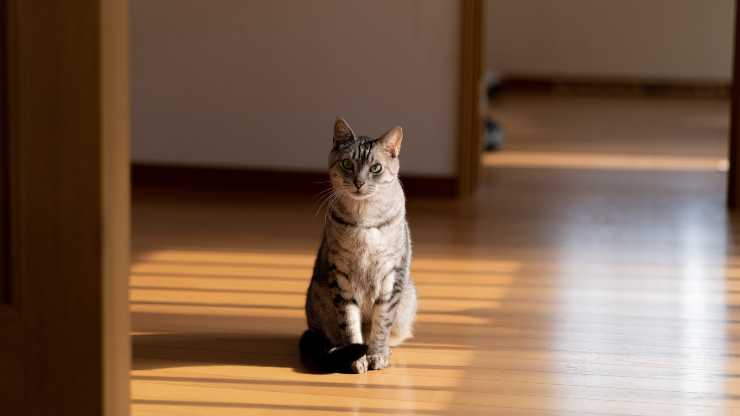 los gatos ven fantasmas