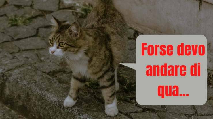 el gato puede encontrar su camino a casa