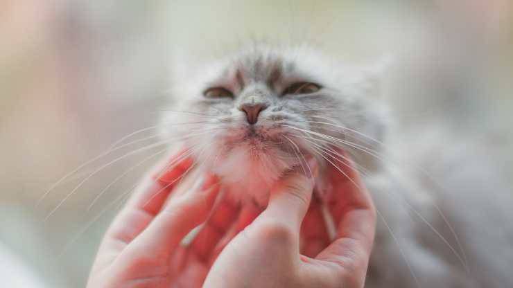 porque al gato le gusta que lo acaricien debajo de la barbilla