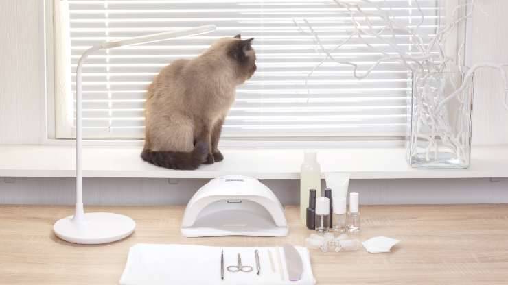 a los gatos les gustan las limas de uñas