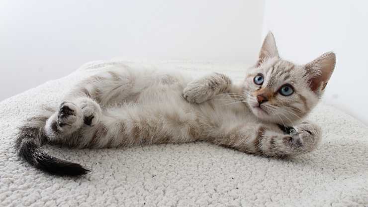 estomago de gato