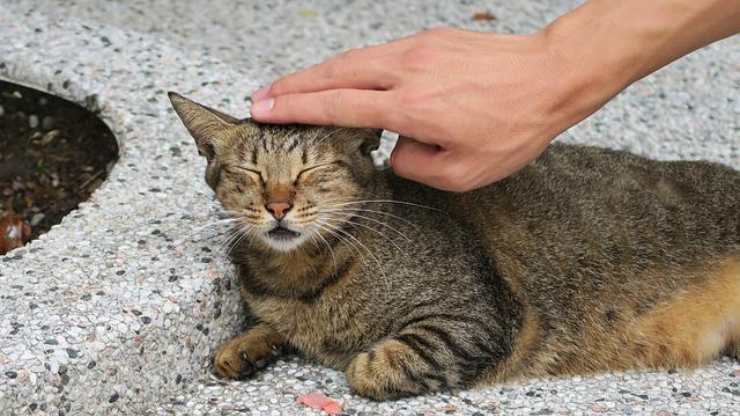 gato mascota